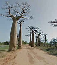 Avenue of the Baobabs