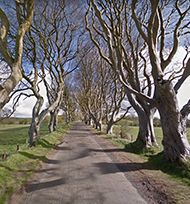 Dark Hedges