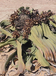 Welwitschia Drive