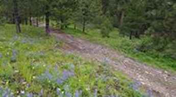 Willow Mountain