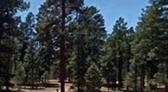 Fox Mountain