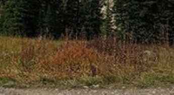 Lost Trail Road