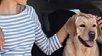 Traveling with Your Pet in The Car