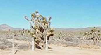 Pine Nut Road