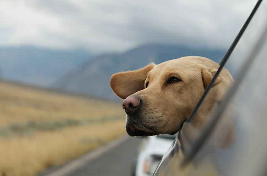 How to road trip with your dog