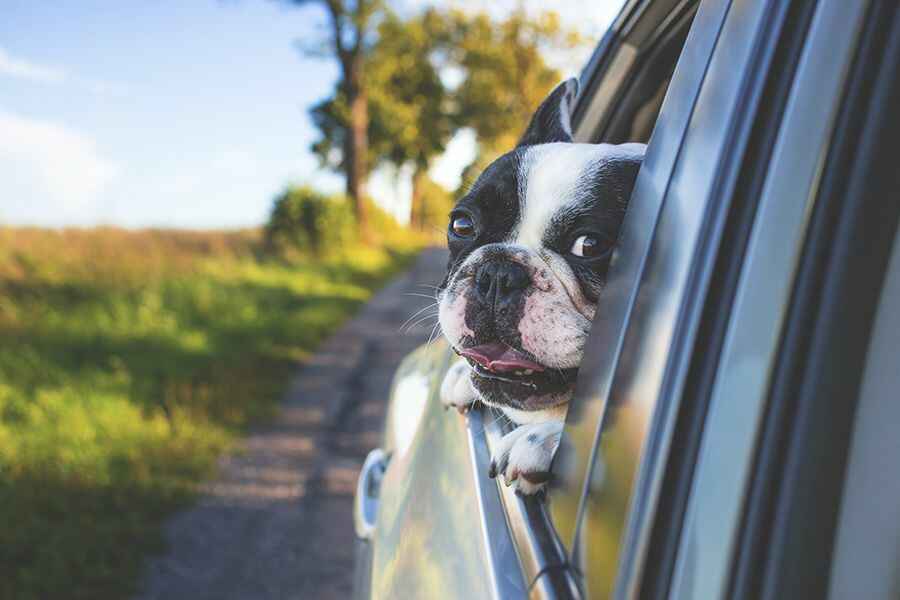 Tips on How to Travel with Pets by Car