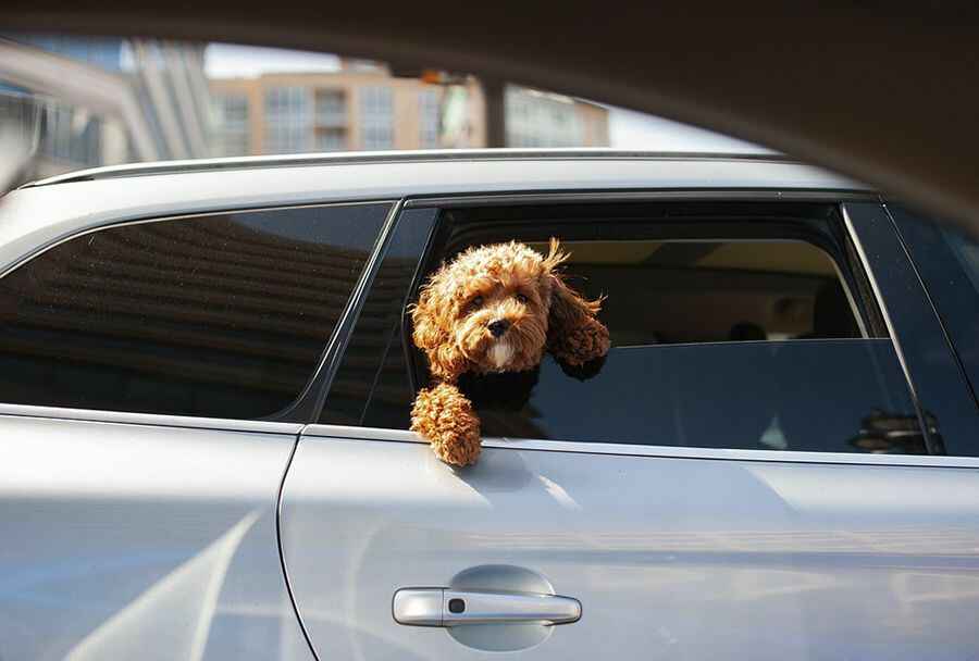 6 Tips for a Successful Road Trip with a Dog