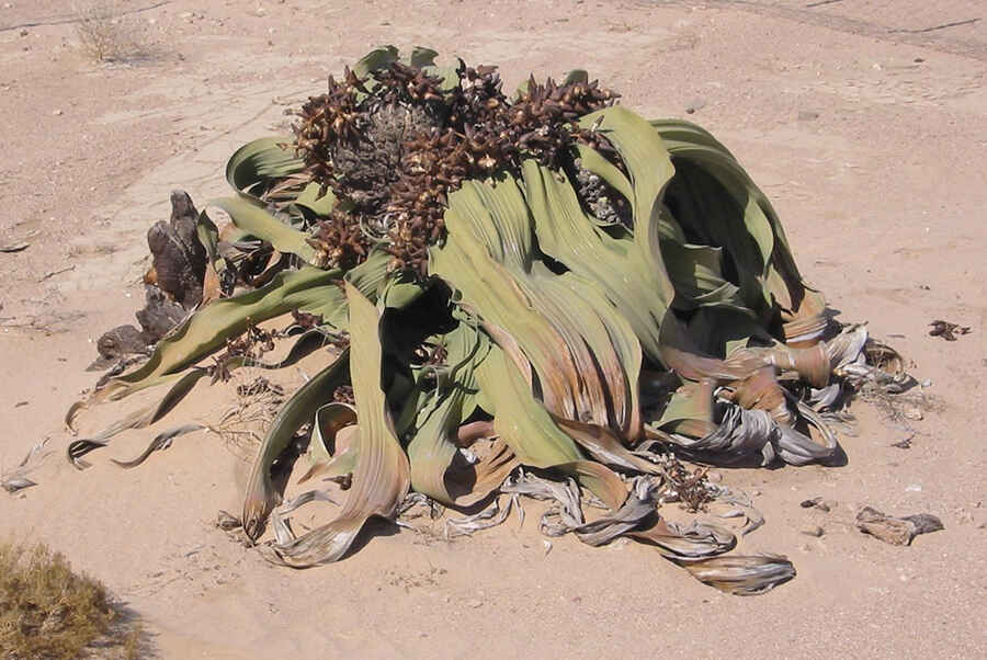 Welwitschia Drive