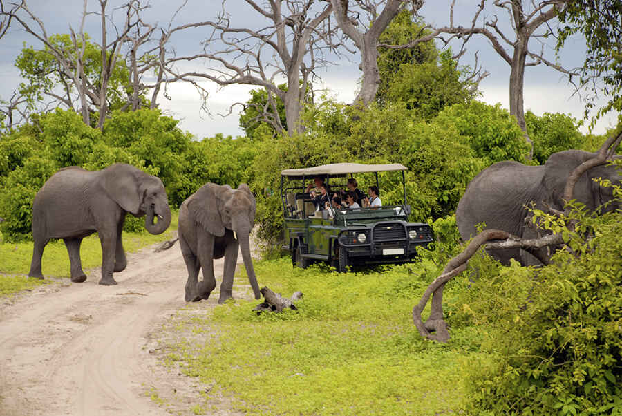 Experience the Wild Heart of Africa The Botswana Safari