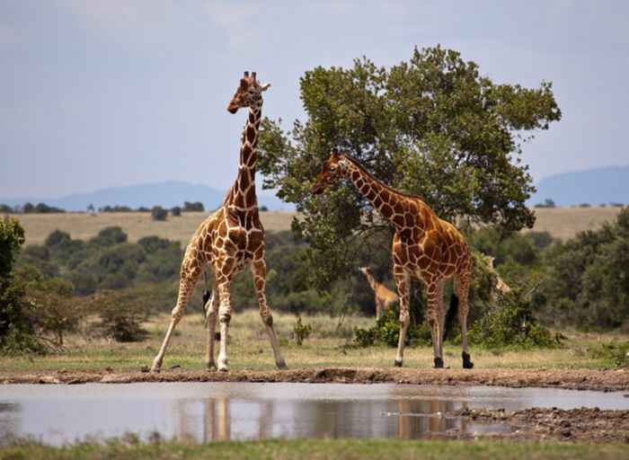 Reticulated giraffe in Samburu National Park