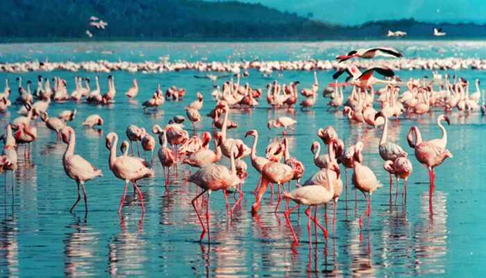 Pink flamingos at Lake Nakuru National Park