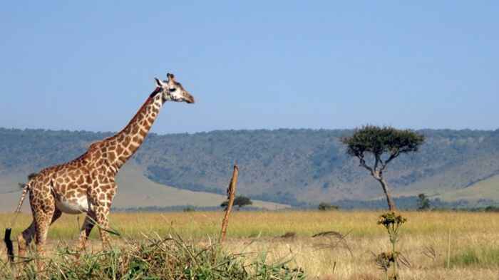 A photo of a Giraffe captured in Masai mara