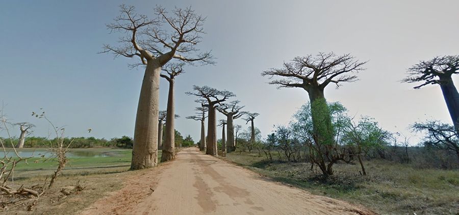 Avenue Of The Baobabs The Most Accessible Place To See Baobab Trees In Africa
