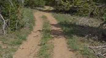 Forest Road 040