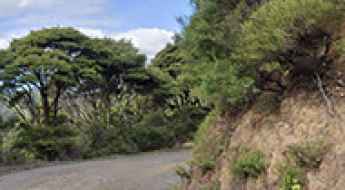 Stony Bay in NZ