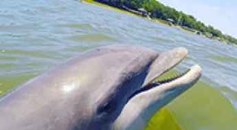 Top Reasons to Book a Dolphin Cruise Hilton Head Island