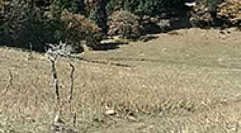 Cow Mountain