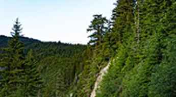 A narrow unpaved forest road climbing through pine trees on a steep mountainside