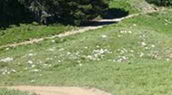 Miller Hill