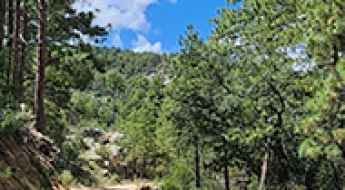 Horsethief Lookout Tower