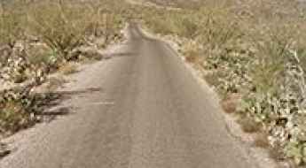 Cactus Forest Drive