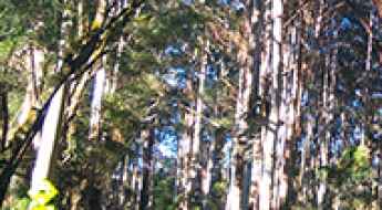 Spring Creek Road