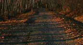 Boy Scout Lane