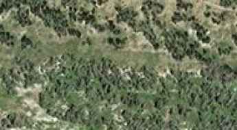 Forest Road 0161