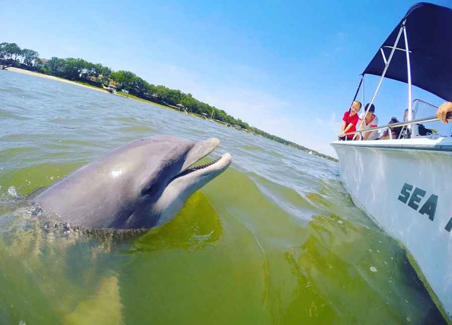 Top Reasons to Book a Dolphin Cruise Hilton Head Island
